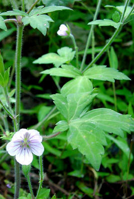 知恵の輪 愛媛の植物図鑑 ゲンノショウコ