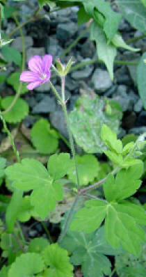 知恵の輪 愛媛の植物図鑑 ゲンノショウコ
