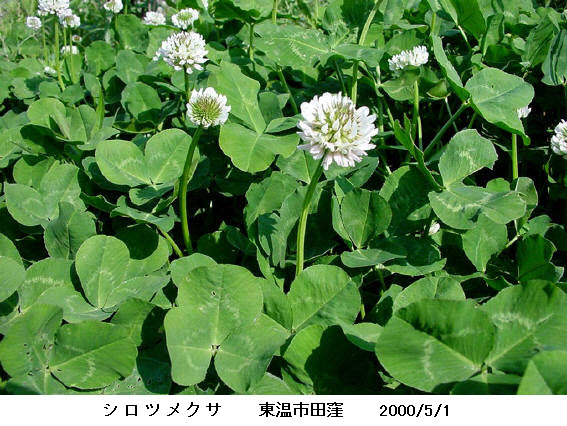 知恵の輪 愛媛の植物図鑑 シロツメクサ