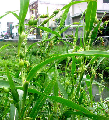 知恵の輪 愛媛の植物図鑑 ジュズダマ