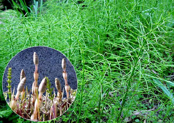 知恵の輪 愛媛の植物図鑑 スギナ