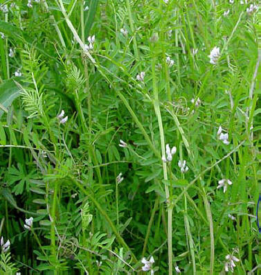 知恵の輪 愛媛の植物図鑑 スズメノエンドウ