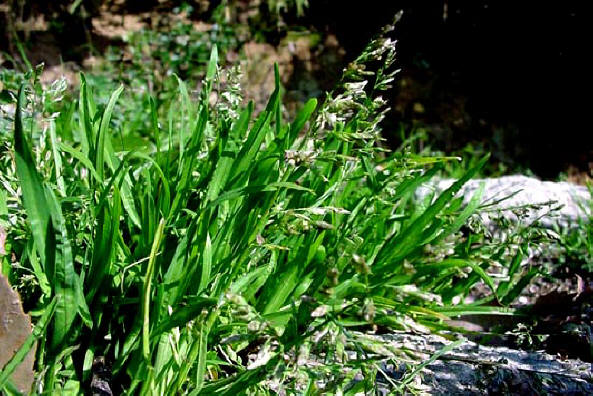 知恵の輪 愛媛の植物図鑑 スズメノカタビラ