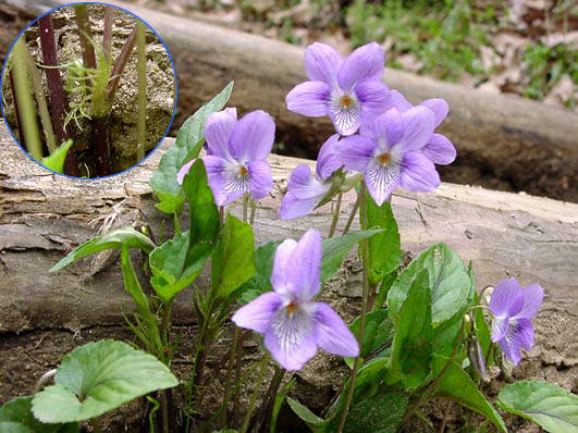 知恵の輪 愛媛の植物図鑑 タチツボスミレ