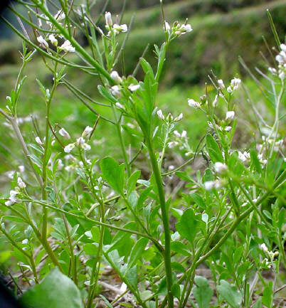 知恵の輪 愛媛の植物図鑑 タネツケバナ