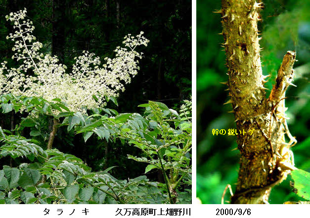 知恵の輪 愛媛の植物図鑑 タラノキ