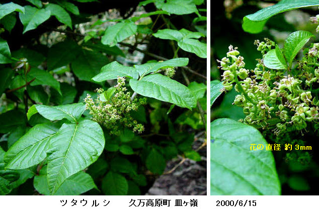 知恵の輪 愛媛の植物図鑑 ツタウルシ