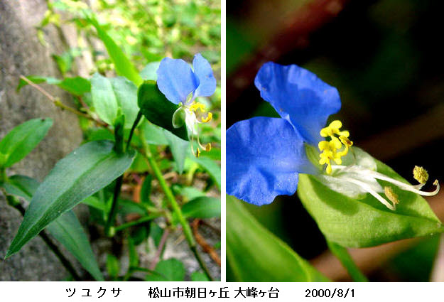 知恵の輪 愛媛の植物図鑑 ツユクサ