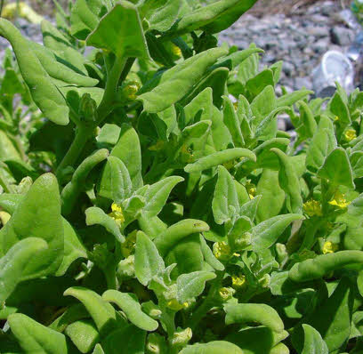 知恵の輪 愛媛の植物図鑑 ツルナ