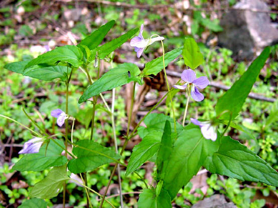 知恵の輪 愛媛の植物図鑑 ナガバノタチツボスミレ
