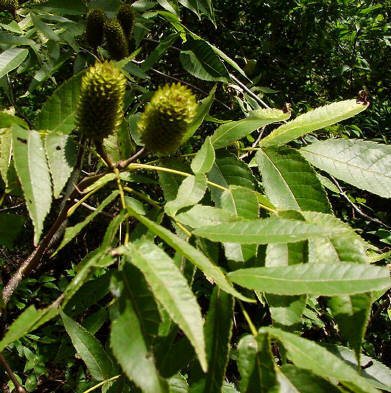 知恵の輪 愛媛の植物図鑑 ノグルミ
