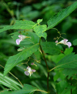 知恵の輪 愛媛の植物図鑑 ハガクレツリフネ