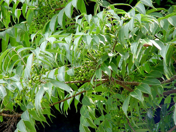 知恵の輪 愛媛の植物図鑑 ハゼノキ