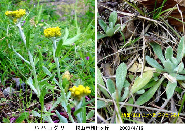 知恵の輪 愛媛の植物図鑑 ハハコグサ
