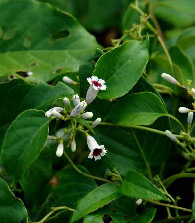 知恵の輪 愛媛の植物図鑑 ハマサオトメカズラ