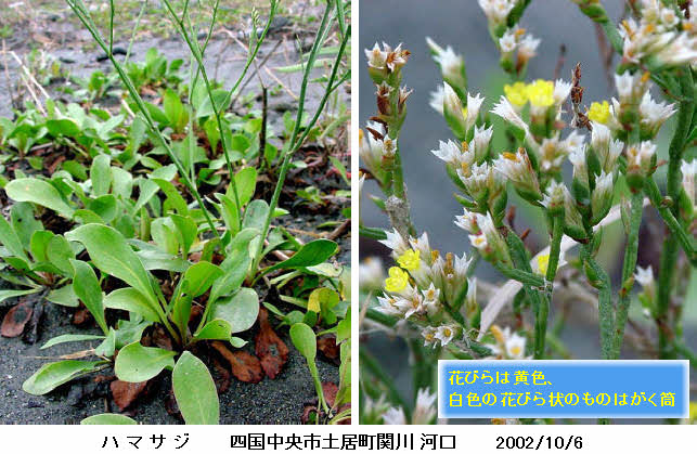 知恵の輪 愛媛の植物図鑑 ハマサジ