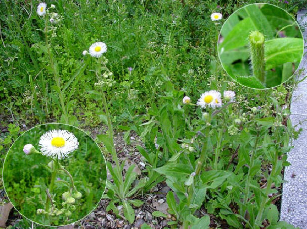 知恵の輪 愛媛の植物図鑑 ハルジオン