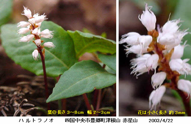 知恵の輪 愛媛の植物図鑑 ハルトラノオ