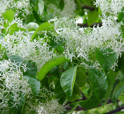 知恵の輪 愛媛の植物図鑑 ヒトツバタゴ