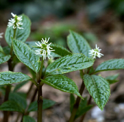 知恵の輪 愛媛の植物図鑑 ヒトリシズカ