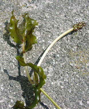 知恵の輪愛媛の植物図鑑・ヒロハノエビモ