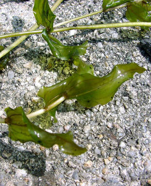 知恵の輪 愛媛の植物図鑑 ヒロハノエビモ