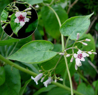 知恵の輪 愛媛の植物図鑑 ヘクソカズラ