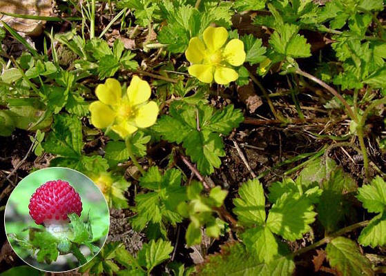 知恵の輪 愛媛の植物図鑑 ヘビイチゴ