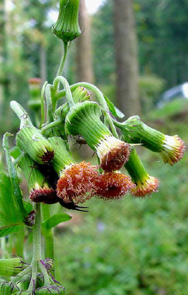 知恵の輪 愛媛の植物図鑑 ベニバナボロギク