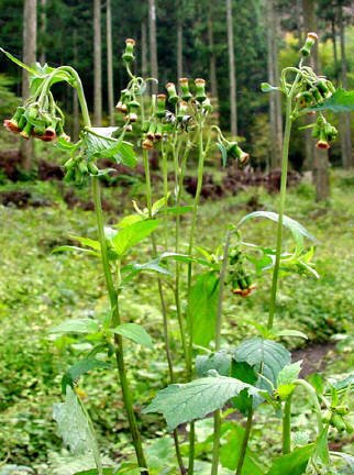知恵の輪 愛媛の植物図鑑 ベニバナボロギク
