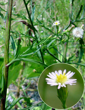 知恵の輪 愛媛の植物図鑑 ホウキギク