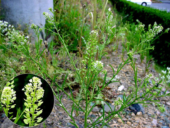 知恵の輪 愛媛の植物図鑑 マメグンバイナズナ