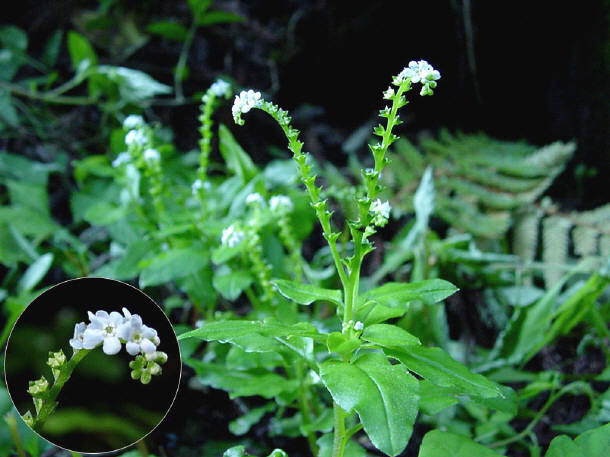 知恵の輪 愛媛の植物図鑑 ミズタビラコ