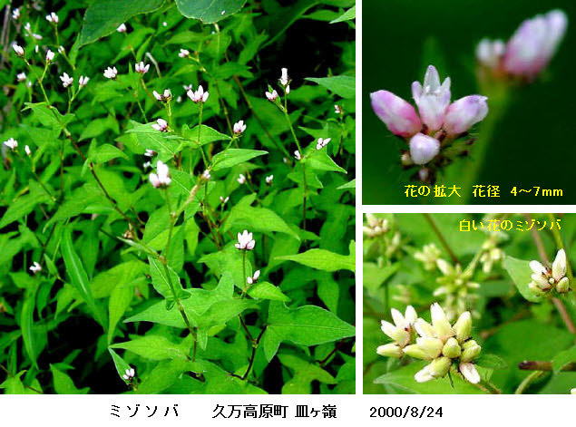 知恵の輪 愛媛の植物図鑑 ミゾソバ