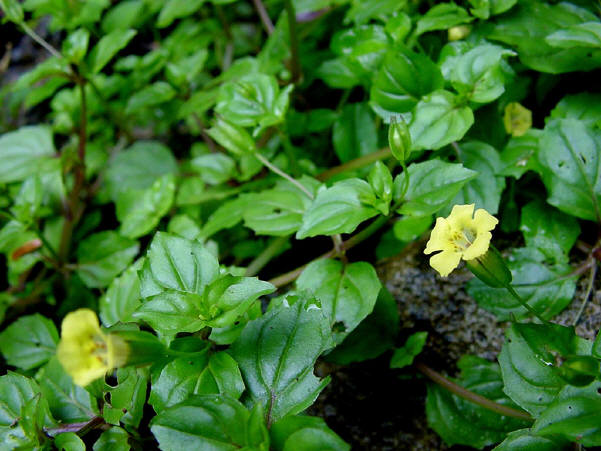 知恵の輪 愛媛の植物図鑑 ミゾホオズキ