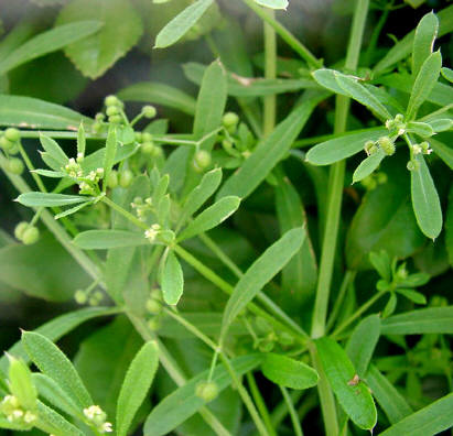 知恵の輪 愛媛の植物図鑑 ヤエムグラ