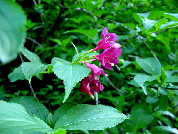 知恵の輪 愛媛の植物図鑑 ヤブウツギ