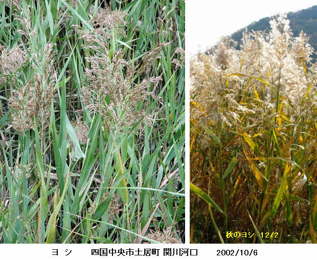 知恵の輪 愛媛の植物図鑑 ヨシ
