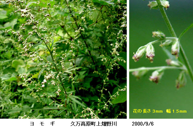 知恵の輪 愛媛の植物図鑑 ヨモギ