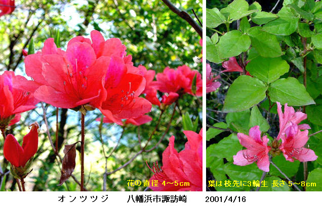 知恵の輪 愛媛の植物図鑑 オンツツジ