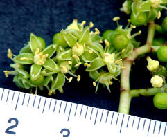 知恵の輪 愛媛の植物図鑑 ツタ