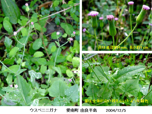 知恵の輪 愛媛の植物図鑑 ウスベニニガナ