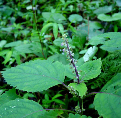 知恵の輪 愛媛の植物図鑑 レモンエゴマ