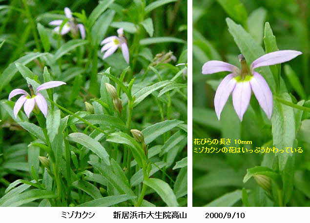 知恵の輪 愛媛の植物図鑑 ミゾカクシ