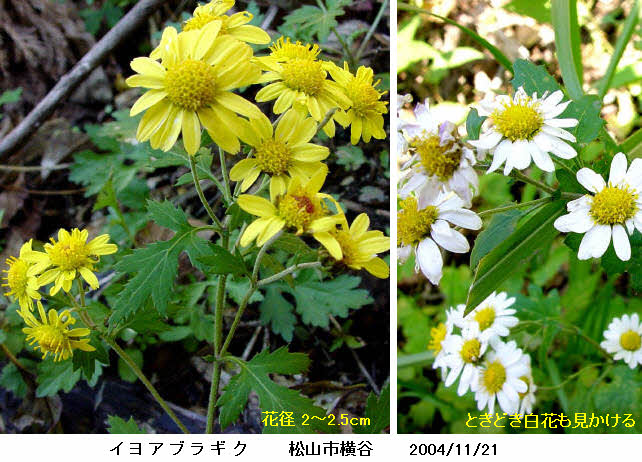 知恵の輪 愛媛の植物図鑑 イヨアブラギク