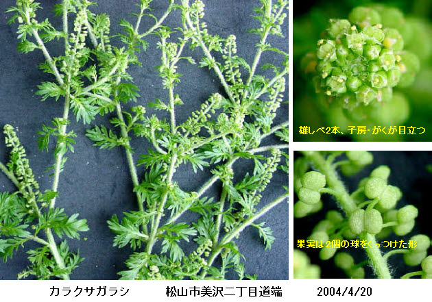 知恵の輪 愛媛の植物図鑑 カラクサガラシ