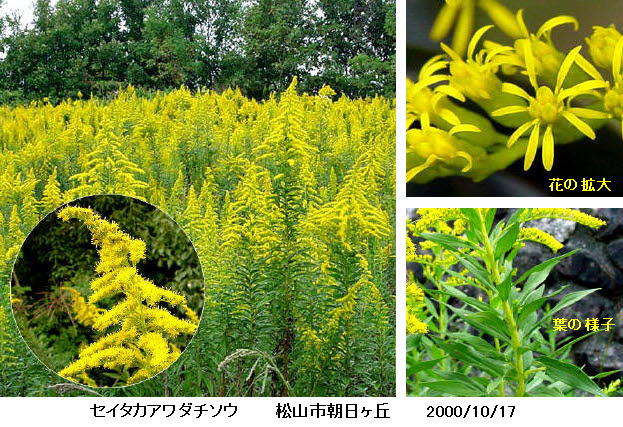 知恵の輪 愛媛の植物図鑑 セイタカアワダチソウ