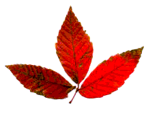 知恵の輪 もみじの葉のいろいろ