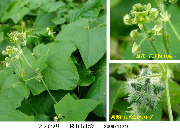 知恵の輪 愛媛の植物図鑑 アレチウリ