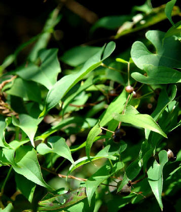 知恵の輪 愛媛の植物図鑑 ヤマノイモ